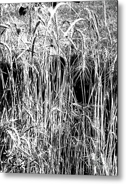 Black White Image Metal Print featuring the photograph The Bird's Wheat Patch by Lizi Beard-Ward