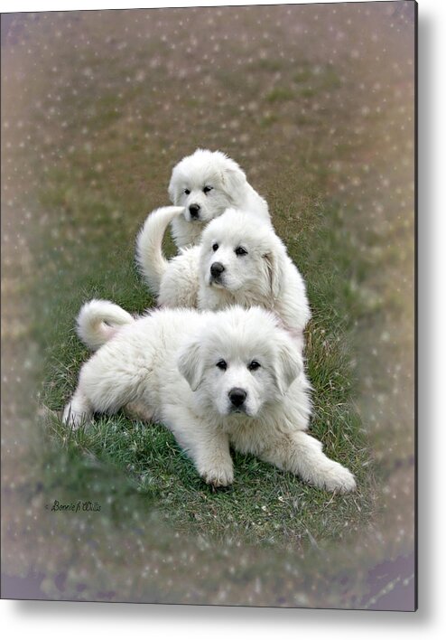 Dogs Metal Print featuring the photograph The Great Pyranise Pups by Bonnie Willis