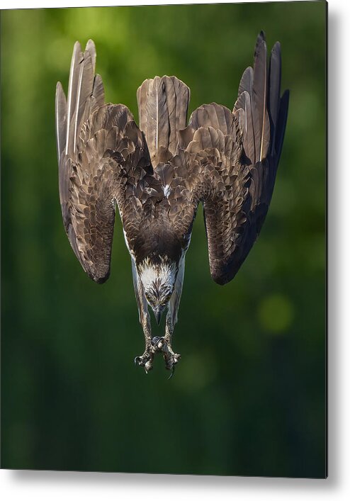 Bird Metal Print featuring the photograph The W by Johnny Chen