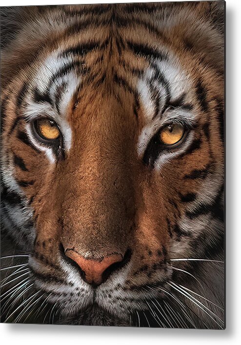 Animal Metal Print featuring the photograph Tiger by Jayanta Guha