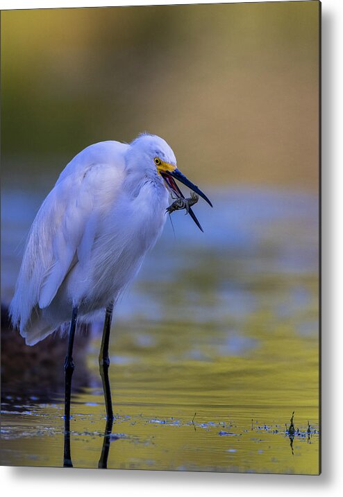 Snowy Egret Wildlife Feathers Catch Soft Colors Nature Feathers Metal Print featuring the photograph Tossing The Catch by Verdon