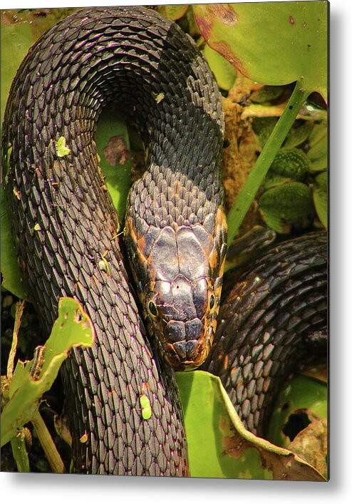 Snake Metal Print featuring the photograph Turn Me Right Round by Michael Allard