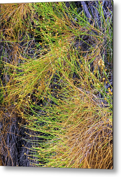 Plant Metal Print featuring the photograph Untitled by Jay Binkly