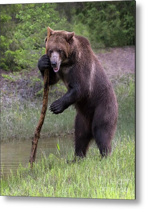 Bear Metal Print featuring the photograph Use the Force by Art Cole