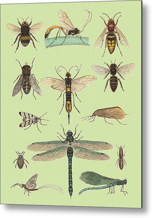 Animal Metal Print featuring the drawing Various Flying Insects by CSA Images
