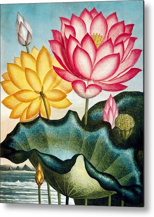Flowers Metal Print featuring the drawing Vintage Water Lily Artwork by Steeve. E. Flowers.