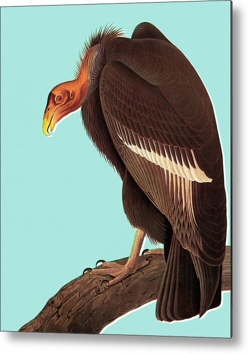 Animal Metal Poster featuring the drawing Vulture/n by CSA Images