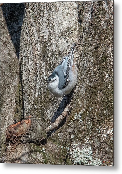 Nature Metal Print featuring the photograph White-breasted Nuthatch DSB0336 by Gerry Gantt