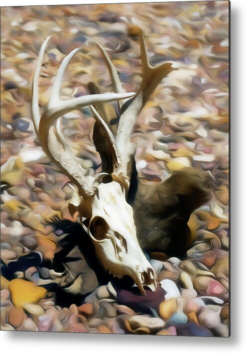 Kansas Metal Print featuring the photograph White-tail Deer 001 by Rob Graham