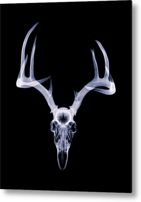 Kansas Metal Print featuring the photograph White-tailed Deer x-ray 002 by Rob Graham