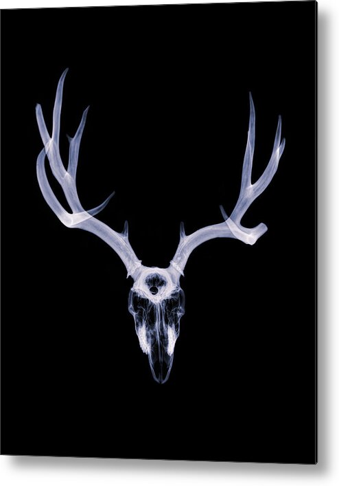 Kansas Metal Print featuring the photograph White-tailed Deer x-ray 004 by Rob Graham