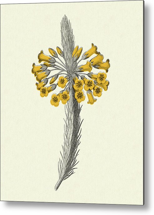 Bloom Metal Poster featuring the drawing Wildflower Blossom by CSA Images