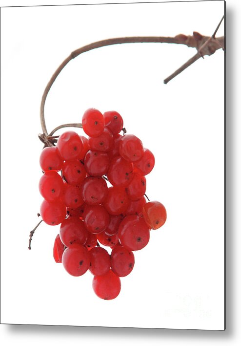Red Metal Print featuring the photograph Winter Berries by Tiffany Whisler