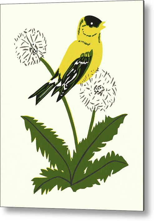 Animal Metal Print featuring the drawing Yellow Canary Perched on a Dandelion by CSA Images