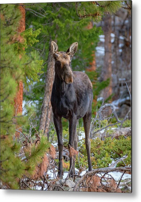 Moose Metal Print featuring the photograph Young Moose in the Morning Forest by Gary Kochel