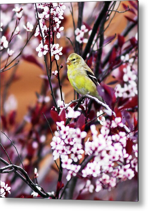 American Goldfinch Metal Print featuring the photograph American Goldfinch #1 by John Rowe