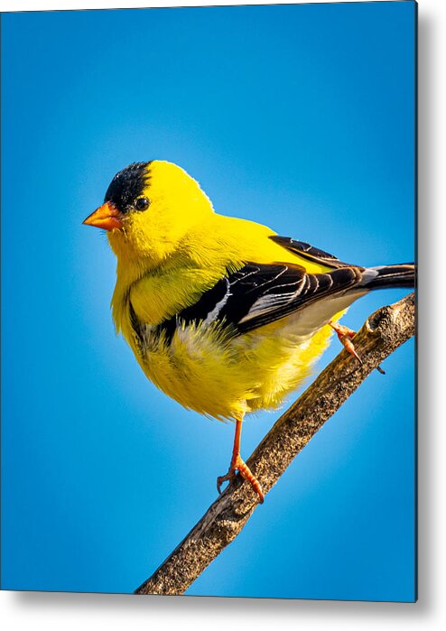 2020-05-30 Metal Print featuring the photograph American Goldfinch #2 by Phil And Karen Rispin