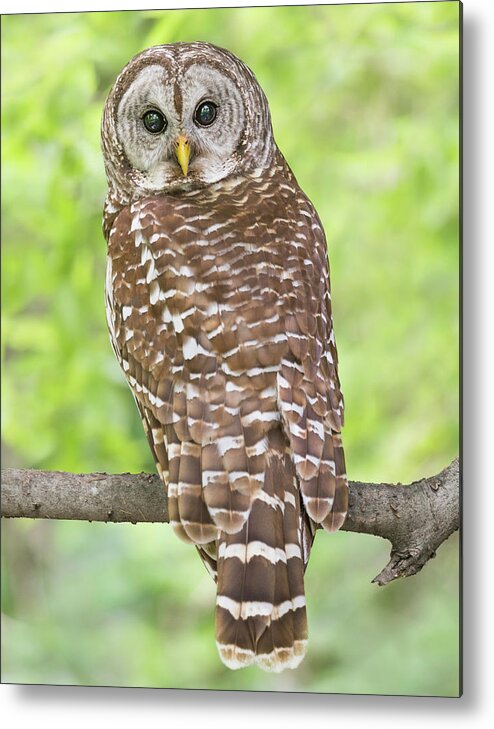 Male Barred Owl Metal Print featuring the photograph Portrait of a Male Barred owl by Puttaswamy Ravishankar