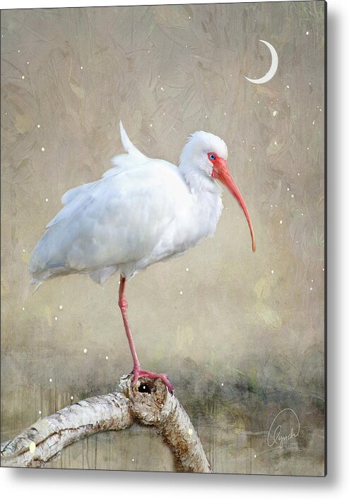 Ibis Metal Print featuring the photograph Crescent Moon by Karen Lynch