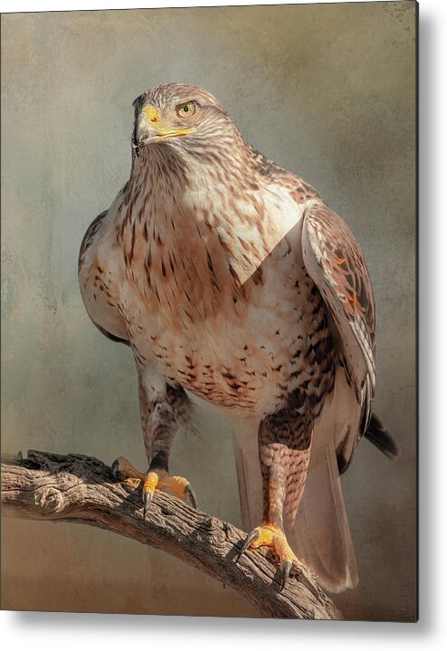 Black Cactus Metal Print featuring the digital art Ferruginous Hawk #2 by Steve Kelley