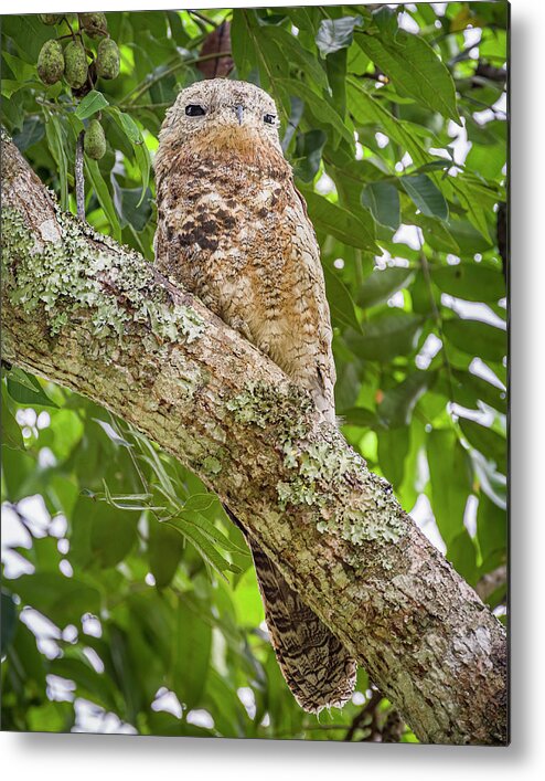 Colombia Metal Print featuring the photograph Great Potoo La Macarena Meta Colombia #1 by Adam Rainoff