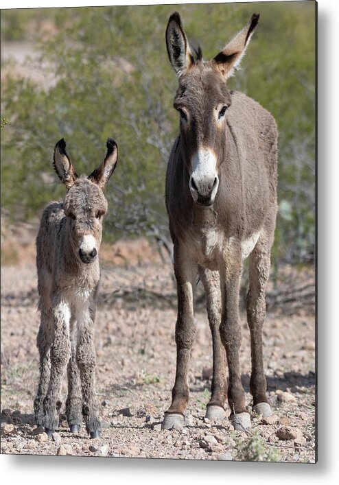 Wild Burros Metal Print featuring the photograph Like Mom by Mary Hone