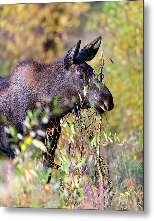 Autumn Metal Print featuring the photograph Moose Calf #1 by Gary Langley