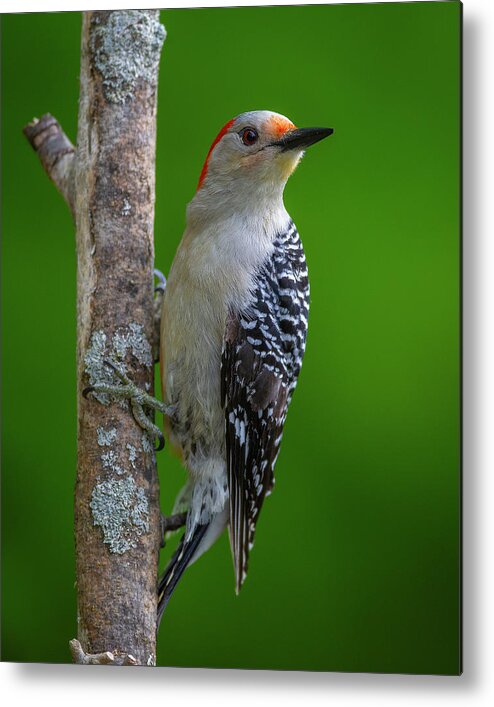 Red Bellied Woodpecker Metal Print featuring the photograph Red bellied Woodpecker #1 by Timothy McIntyre