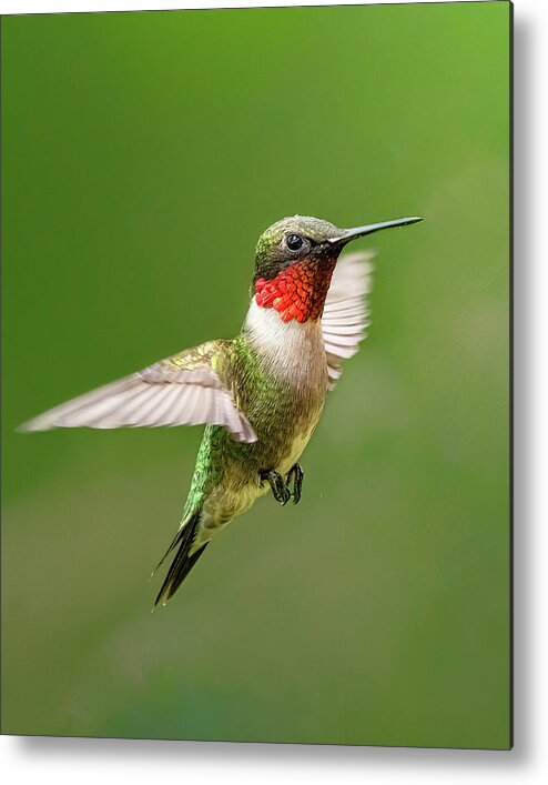 Hummingbird Metal Print featuring the photograph Ruby by James Overesch