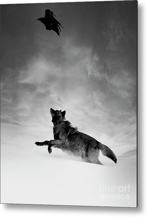 Wolf Metal Print featuring the photograph Wolf and the Raven #1 by Deby Dixon