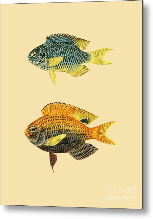 Fish Metal Print featuring the digital art Yellow And Blue Fish #1 by Madame Memento