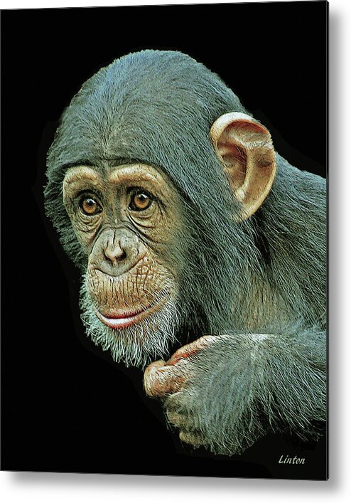 Chimpanzee Metal Print featuring the digital art Young Chimpanzee #1 by Larry Linton