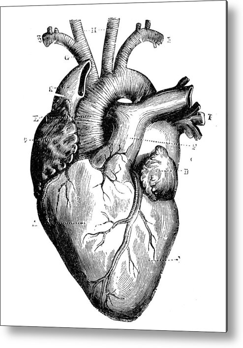 Aorta Metal Print featuring the drawing Antique medical scientific illustration high-resolution: heart #2 by Ilbusca