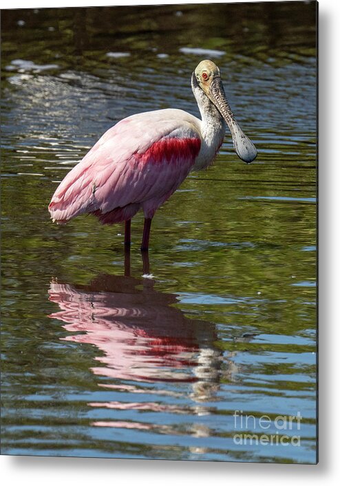Roseate Metal Print featuring the photograph Roseate Spoonbill #2 by Rodney Cammauf