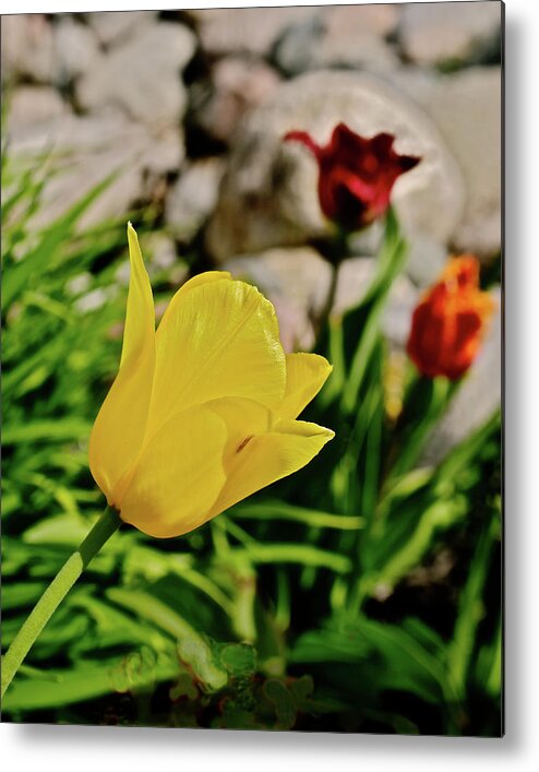 Tulips Metal Print featuring the photograph 2020 Acewood Tulips By the Water 1 by Janis Senungetuk