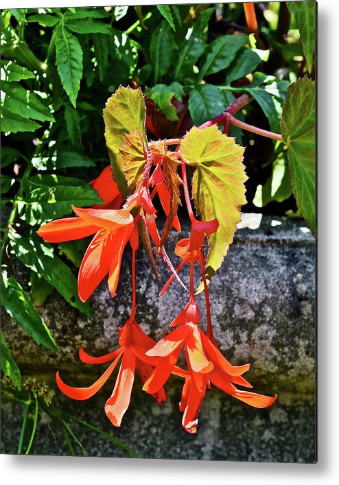 Begonia Metal Print featuring the photograph 2020 Mid June Garden Welcome by Janis Senungetuk