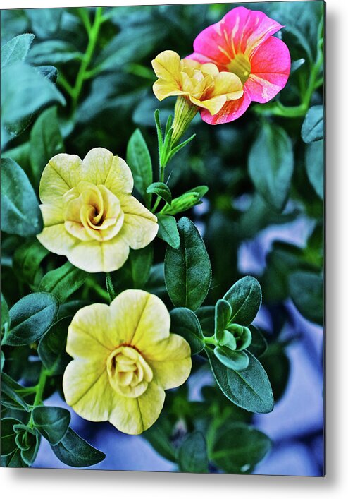 Summer Flowers Metal Print featuring the photograph 2021 Double Amber and Tropical Sunrise Calibrachoa by Janis Senungetuk