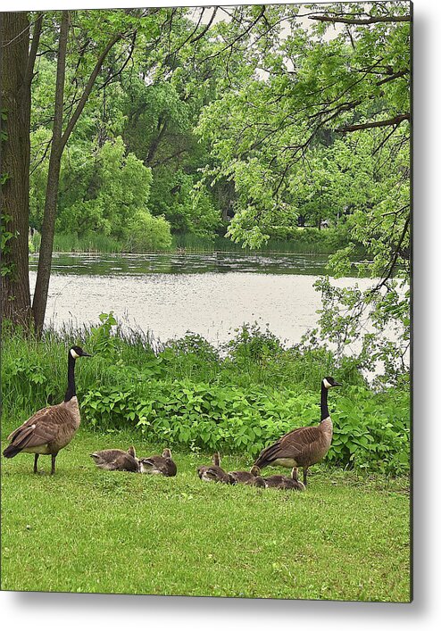 Canadian Geese Metal Print featuring the photograph 2022 Geese and Goslings Visiting the Basin by Janis Senungetuk