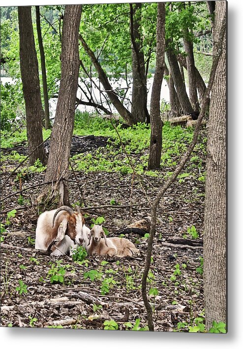 Goats Metal Print featuring the photograph 2022 Visiting Goats Mom with Kids by Janis Senungetuk