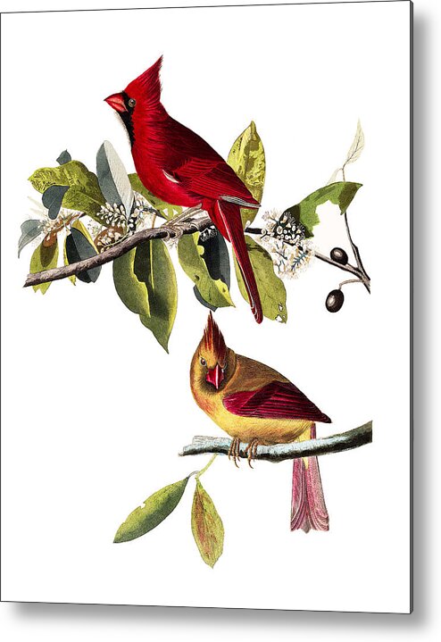 John James Audubon Metal Print featuring the painting Cardinal Grosbeak #3 by Alexander Ivanov