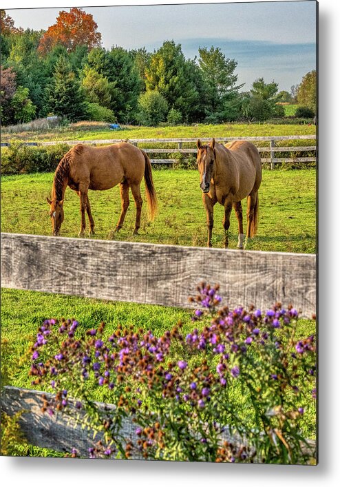 Airey Metal Print featuring the photograph Autumn Horses of Uxbridge #7 by Dee Potter