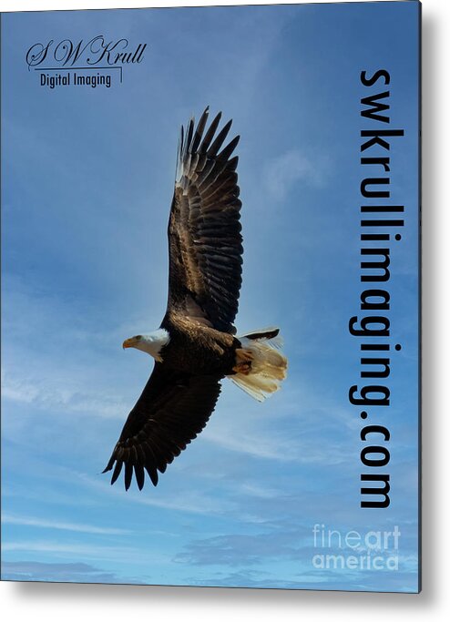 Eagles Metal Print featuring the photograph Bald Eagles in Eleven Mile Canyon #9 by Steven Krull