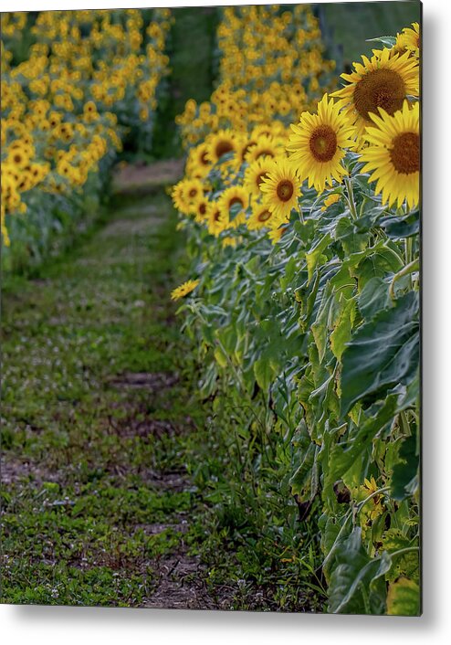 Agriculture Metal Print featuring the photograph A far as the eye can see by Brian Shoemaker