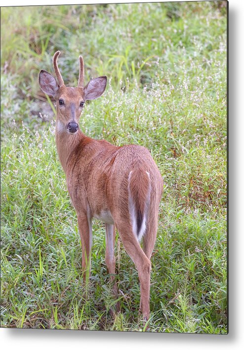 Whitetail Deer Metal Print featuring the photograph A Spike Horn Buck in Velvet by Susan Rissi Tregoning