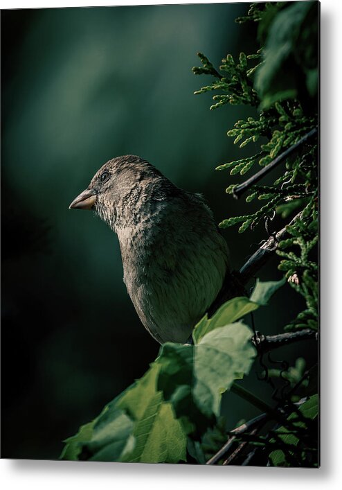 Sparrow Metal Print featuring the photograph A Watchful Eye by Rich Kovach