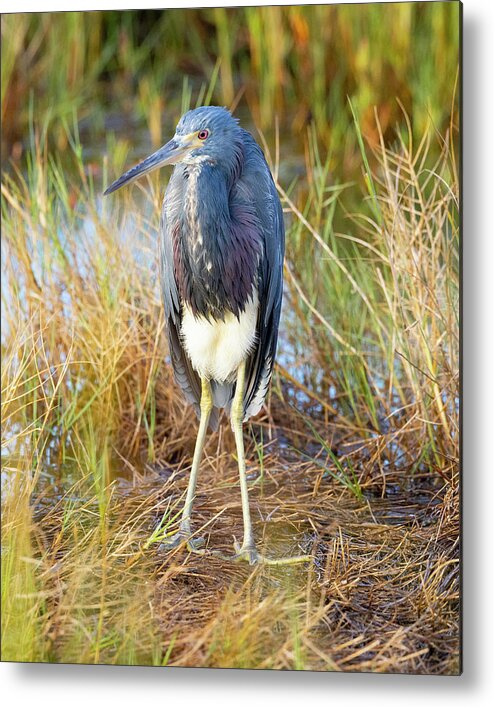 R5-2607 Metal Print featuring the photograph A young blue heron by Gordon Elwell