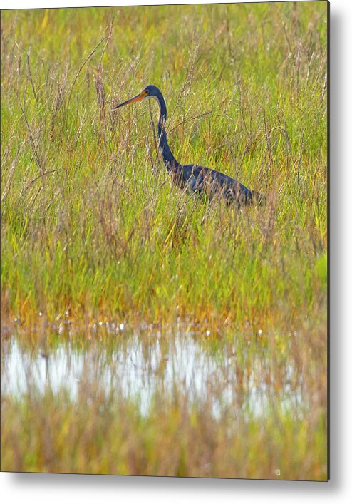 R5-2669 Metal Print featuring the photograph A Youngster out in the Grasslands by Gordon Elwell