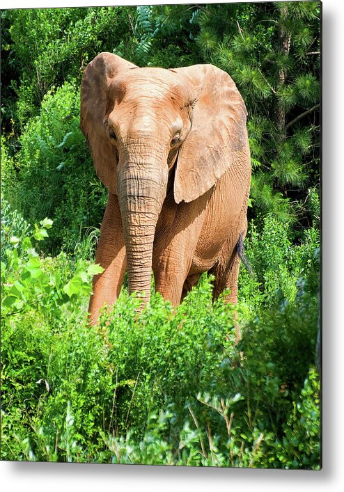 African Elephant Metal Print featuring the photograph African Elephant coming through trees by Flees Photos