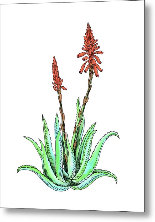 Aloe Vera Metal Print featuring the painting Aloe Vera Plant With Flowers Watercolor Botanical Asphodelaceae by Irina Sztukowski