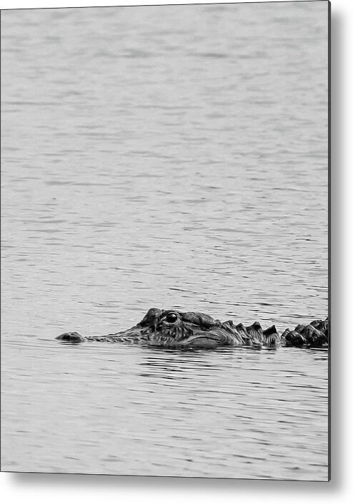 Alligator Metal Print featuring the photograph American Alligator in BW by Bryan Williams